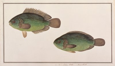 Pez Trepador, de Dibujos de Peces de Malaca, c.1805-18 de Chinese School